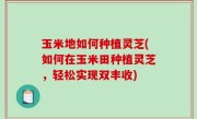 玉米地如何种植灵芝(如何在玉米田种植灵芝，轻松实现双丰收)