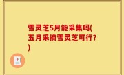 雪灵芝5月能采集吗(五月采摘雪灵芝可行？)