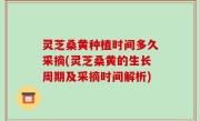 灵芝桑黄种植时间多久采摘(灵芝桑黄的生长周期及采摘时间解析)