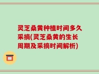 灵芝桑黄种植时间多久采摘(灵芝桑黄的生长周期及采摘时间解析)