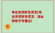 粤北天然野生灵芝(粤北天然野生灵芝：深山特色不可错过)