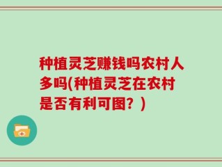 种植灵芝赚钱吗农村人多吗(种植灵芝在农村是否有利可图？)