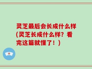 灵芝最后会长成什么样(灵芝长成什么样？看完这篇就懂了！)