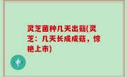 灵芝菌种几天出菇(灵芝：几天长成成菇，惊艳上市)