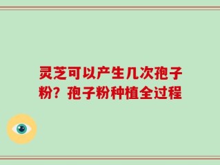 灵芝可以产生几次孢子粉？孢子粉种植全过程