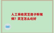 人工采收灵芝孢子粉视频？灵芝怎么吃好