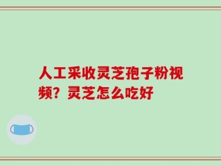 人工采收灵芝孢子粉视频？灵芝怎么吃好
