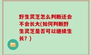 野生灵芝怎么判断还会不会长大(如何判断野生灵芝是否可以继续生长？)