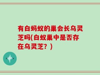 有白蚂蚁的巢会长乌灵芝吗(白蚁巢中是否存在乌灵芝？)