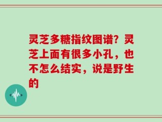 灵芝多糖指纹图谱？灵芝上面有很多小孔，也不怎么结实，说是野生的