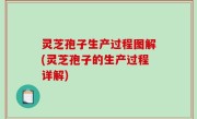 灵芝孢子生产过程图解(灵芝孢子的生产过程详解)