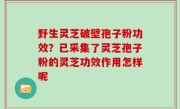 野生灵芝破壁孢子粉功效？已采集了灵芝孢子粉的灵芝功效作用怎样呢