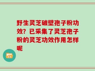 野生灵芝破壁孢子粉功效？已采集了灵芝孢子粉的灵芝功效作用怎样呢