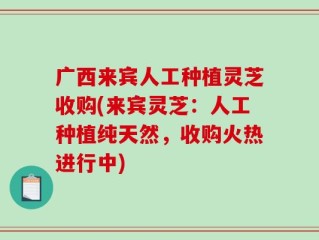 广西来宾人工种植灵芝收购(来宾灵芝：人工种植纯天然，收购火热进行中)