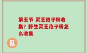 第五节 灵芝孢子粉收集？野生灵芝孢子粉怎么收集