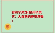 宿州华灵芝(宿州华灵芝：大自然的神奇恩赐)