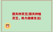 露天种灵芝(露天种植灵芝，助力健康生活)