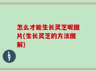 怎么才能生长灵芝呢图片(生长灵芝的方法图解)