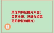 灵芝的特征图片大全(灵芝全貌：详细介绍灵芝的特征和图片)