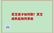 灵芝孢子如何取？灵芝成熟后如何采收