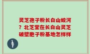 灵芝孢子粉长白山蛟河？北芝堂在长白山灵芝破壁胞子粉基地怎样样