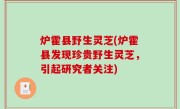 炉霍县野生灵芝(炉霍县发现珍贵野生灵芝，引起研究者关注)