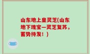 山东地上皇灵芝(山东地下瑰宝—灵芝复苏，蓄势待发！)