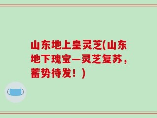 山东地上皇灵芝(山东地下瑰宝—灵芝复苏，蓄势待发！)