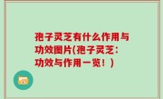 孢子灵芝有什么作用与功效图片(孢子灵芝：功效与作用一览！)