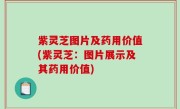 紫灵芝图片及药用价值(紫灵芝：图片展示及其药用价值)