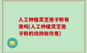 人工种植灵芝孢子粉有用吗(人工种植灵芝孢子粉的功效和作用)