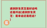 遇到野生灵芝是好运吗还是坏运(遇到野生灵芝：是幸运还是厄运？)