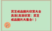 灵芝成品图片欣赏大全高清(高清欣赏：灵芝成品图片大集合！)
