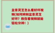 盆景灵芝怎么看好坏视频(如何辨别盆景灵芝好坏？教你看视频就能轻松分辨！)