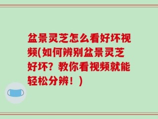 盆景灵芝怎么看好坏视频(如何辨别盆景灵芝好坏？教你看视频就能轻松分辨！)