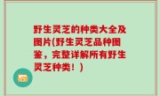 野生灵芝的种类大全及图片(野生灵芝品种图鉴，完整详解所有野生灵芝种类！)