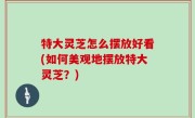 特大灵芝怎么摆放好看(如何美观地摆放特大灵芝？)