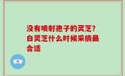 没有喷射孢子的灵芝？白灵芝什么时候采摘最合适