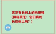 灵芝有长树上的吗视频(探秘灵芝：它们真的长在树上吗？)