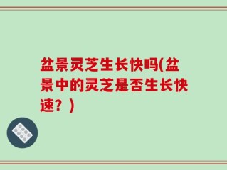 盆景灵芝生长快吗(盆景中的灵芝是否生长快速？)