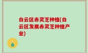 白云区赤灵芝种植(白云区发展赤灵芝种植产业)