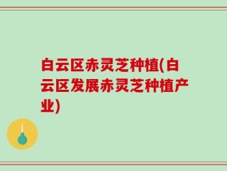 白云区赤灵芝种植(白云区发展赤灵芝种植产业)