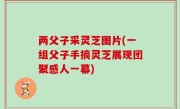 两父子采灵芝图片(一组父子手摘灵芝展现团聚感人一幕)