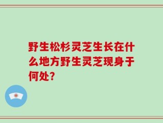 野生松杉灵芝生长在什么地方野生灵芝现身于何处？
