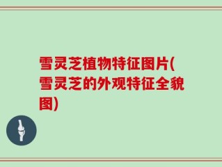 雪灵芝植物特征图片(雪灵芝的外观特征全貌图)