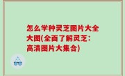 怎么学种灵芝图片大全大图(全面了解灵芝：高清图片大集合)