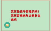 灵芝是孢子繁殖的吗？灵芝留根来年会再长出来吗