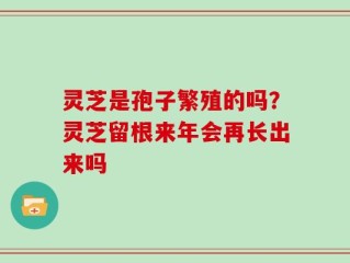灵芝是孢子繁殖的吗？灵芝留根来年会再长出来吗