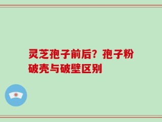 灵芝孢子前后？孢子粉破壳与破壁区别