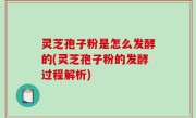 灵芝孢子粉是怎么发酵的(灵芝孢子粉的发酵过程解析)